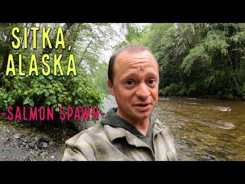 ALASKA SALMON Spawning    [Indian River 2021]