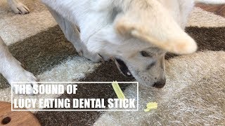 Dog Eating Dental Sticks [Sound Dogs Love] [강아지가 좋아하는 소리]