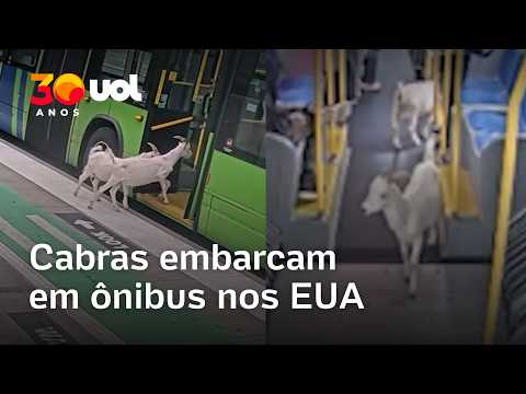 Cabras embarcam em ônibus e surpreendem passageiros em Portland; veja vídeo