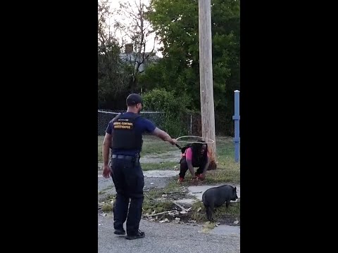Animal control officers in Detroit chase pigs around