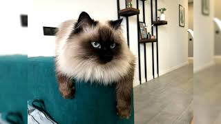 Gato balinés. Pros y contras, precio, Cómo elegir, hechos, cuidado, historia