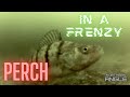 Video Thumbnail for Ice Fishing Perch Northern Saskatchewan