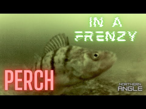 Ice Fishing Perch Northern Saskatchewan