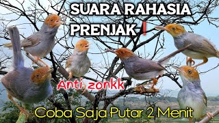 Download lagu SUARA RAHASIA PIKAT PRENJAK KEPALA MERAH PALING AMPUH❗ mp3 Download lagu SUARA RAHASIA PIKAT PRENJAK KEPALA MERAH PALING AMPUH❗ mp3