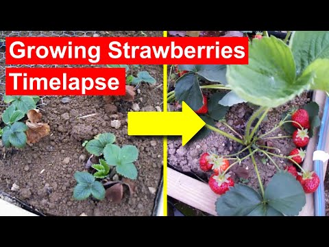Strawberries Timelapse - Full Growth Flowering and Fruiting. 84-days
