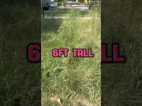 We Tried Cutting 6ft Tall Weeds! #asmr #trashtotreasure #satisfying