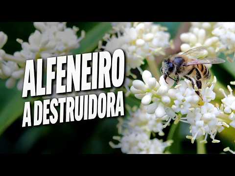 pra você plantar no seu jardim! - Guia da Floresta