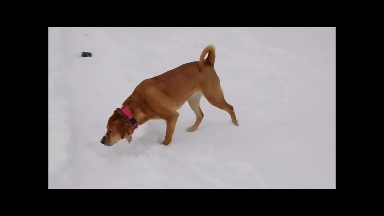 Enlarge CHAMUNDA, an adopted Mixed Breed in Ironwood, MI video 4/4