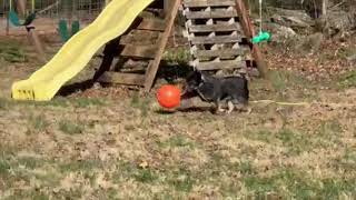 Video preview image #1 Mutt Puppy For Sale in Garden City, NY, USA