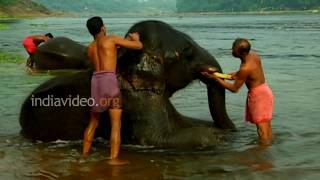 Rhapsody in Tropics, Kerala