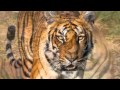 Tiger Sounds and Tiger Pictures  for Teaching ~ Learn the Sound a Tiger Makes