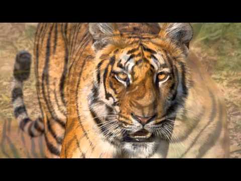 Tiger Sounds and Tiger Pictures  for Teaching ~ Learn the Sound a Tiger Makes