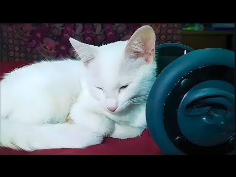 1 Hour CUTEST CAT PURRING By This Baby KITTEN | Relaxation | for Sleep