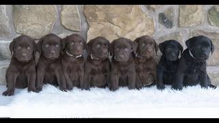 Video preview image #1 Labrador Retriever Puppy For Sale in MIFFLINTOWN, PA, USA