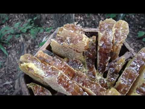 Harvesting the Perone Nicarao Beehive, Part 1