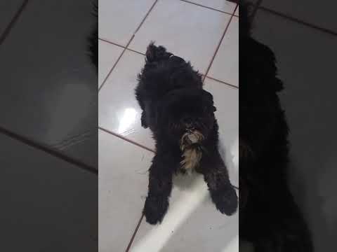 Apolo o cachorrinho do meu sobrinho Miguel, 18/01/26 palestina sao paulo.