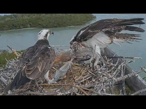 Captiva Osprey Cam | Andy bring big fish for Lena | 23.01.2022