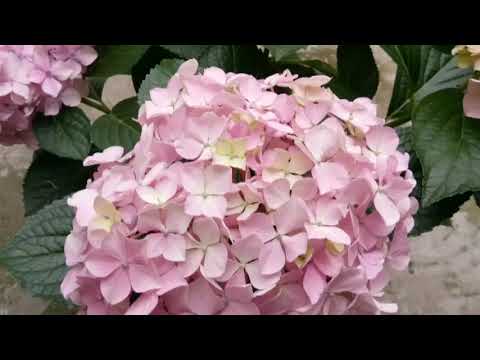 Flowers - Hydrangeas || Blooming and Budding || Fun with Everything