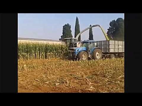 Insilato 2013 Jaguar 980 Az.Agr. Fighera Fossalunga di Vedelago Parte 2