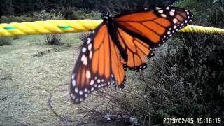preview picture of video 'Is this Monarch Butterfly dead or alive?'