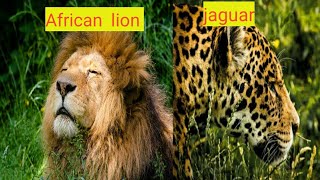 african lion vs jaguar