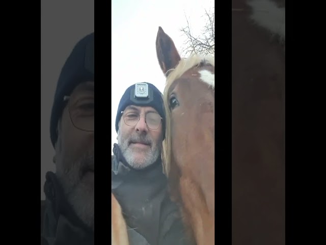 Cheval Comtois mont&eacute; 