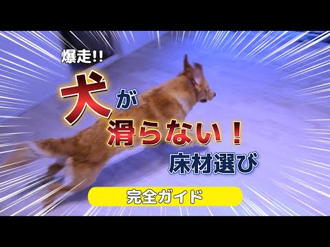 犬用アクセサリー - 完全ガイド