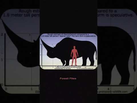 The Ancient Rhino Was a Bulldozer! #prehistoric #rhino #extinct
