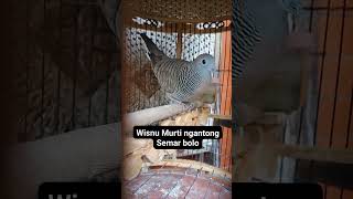 Download lagu Masteran suara perkutut wisnu murti kantong semar3252 mp3 Download lagu Masteran suara perkutut wisnu murti kantong semar3252 mp3
