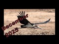 [December 2025] with a warthog, a guineafowl, a kudu and more | XONGILE LOOKS BACK