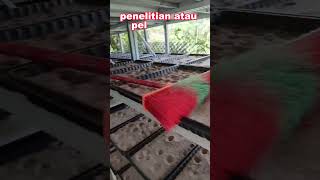 Download lagu peternakan undur undur #infounik #peternakan mp3 Download lagu peternakan undur undur #infounik #peternakan mp3