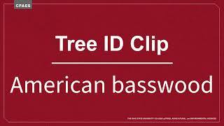Tree ID Clip: American basswood