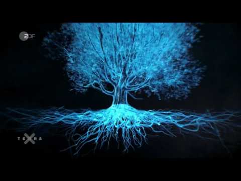 Terra X - Unsere Wälder (3/3) - Im Reich des Wassers - Dokumentation HD