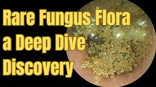 Download lagu Rare Fungus Flora a Deep Dive Discovery mp3 Download lagu Rare Fungus Flora a Deep Dive Discovery mp3