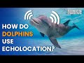 How do dolphins use echolocation to navigate the deep seas?