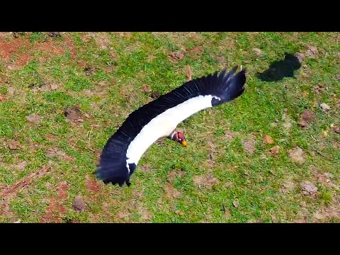 URUBU-REI  (Sarcoramphus papa)