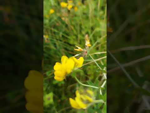Sumpf-Hornklee: Der gelbe Bienenmagnet für feuchte Ecken im Naturgarten