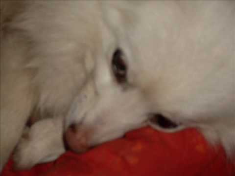 Kiertolainen video