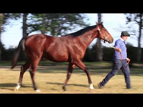 379 Es Macanudo  - Essayons y Macanuda - Haras El Palmar