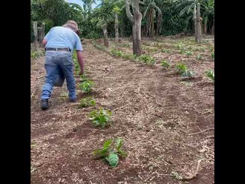 Fertilizando correctamente plantas de café recién trasplantas