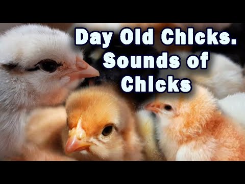 Cozy Relaxation. Baby Chicks Chirping Sounds