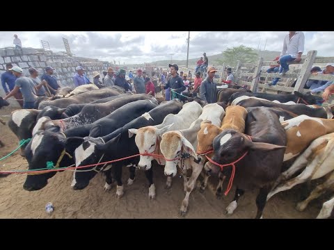Feira de bezerros e bezerras em capoeira-Pe 05-12-2025 #nordeste 