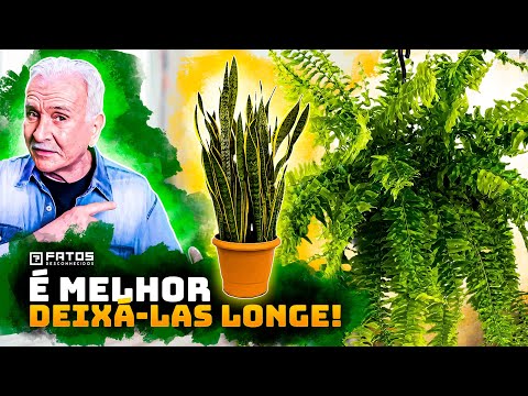 10 Tipos de plantas que atraem o azar para dentro de sua casa