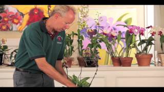 Paphiopedilum Orchid Care