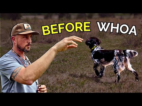 Do This BEFORE You Teach WHOA | Iron Oak Steadiness Pt 1