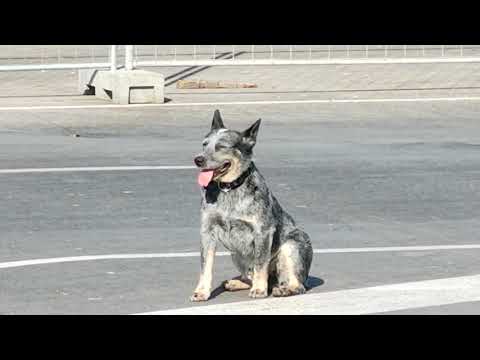 Motorola One Zoom 1080 Sample Video 2