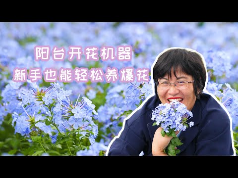 阳台开花机器，新手也能轻松养爆花