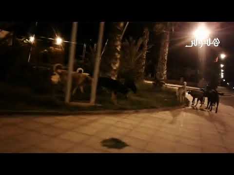 عصابة الكلاب الضالة يتجولون بالحرية في شوارع عاصمة أشتوكة أيت باها وبدبط أمام المجلس البلدي