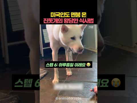 미국인도 멘붕 온 진돗개의 황당한 식사법