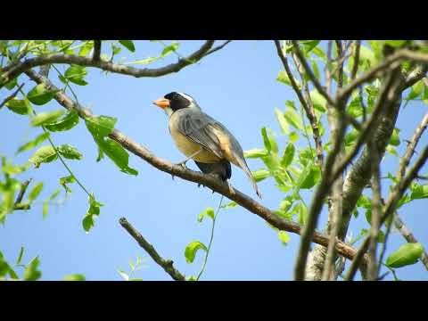 PETITERO DE COLLAR (Saltator aurantiirostris) LA FIDELIDAD - CHACO - ARGENTINA